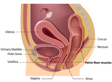 Pelvic Organ Prolapse